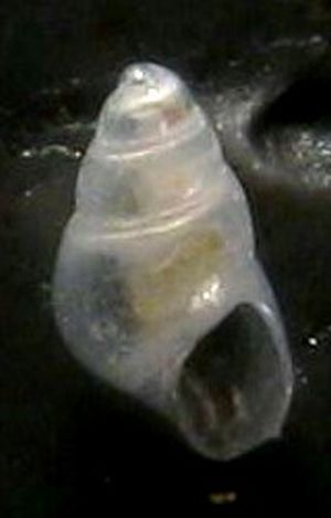 Tarifa a riva- Odostomia... ma quale?